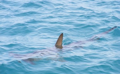 Napad ajkule "ugriz" i za egipatski turizam: Plaše li se turisti ljetovanja na Crvenom moru