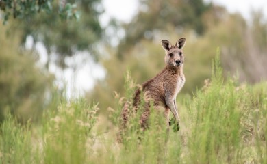 Kengur usmrtio muškarca u Australiji