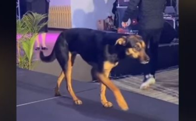 Pas prošetao modnom pistom u Brazilu