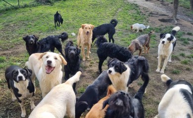UDRUŽENJE ZA ZAŠTITU ŽIVOTINJA VARDI: “Apelujemo na građane da ne kupuju, već udome kućne ljubimce"