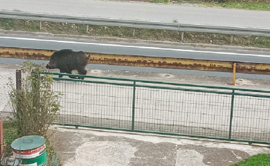 Divlja svinja upala na magistralu, udarala u auta pa napala djecu i žene