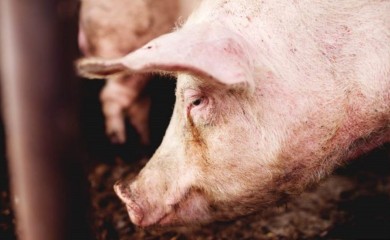 Jedna svinja se hranila prirodno, a druga koncentratom: Pogledajte razliku u mesu