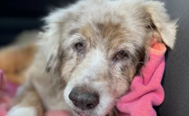 Policija obavila uviđaj: Nožem ranio tri psa, prijeti mu zatvor