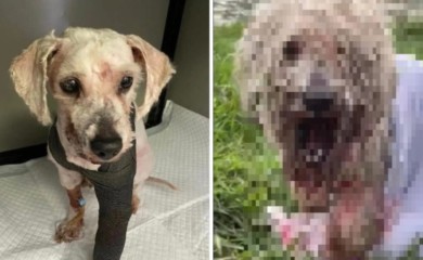 Najavljene prijave: Uginuo pas koji je teško povrijeđen u Banjaluci