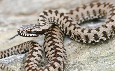 Stabilno djevojčica koju je ugrizla zmija