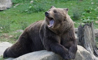 SAD: Medvjed upao na rođendansku zabavu i pojeo kolačiće