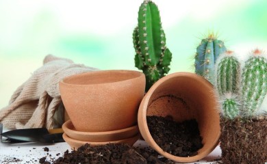 Biljke koje ne treba držati u kući