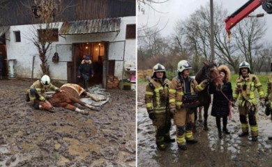 Vatrogasci pomogli kobili da stane na noge