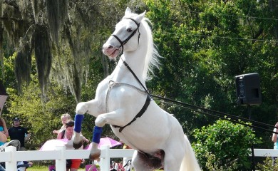 Prnjavorčanin jedini trener čistokrvnih lipicanera u regionu (VIDEO)