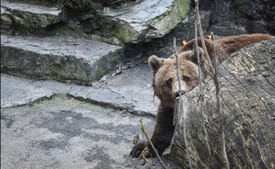 Vjerovanja: Medvjed na Sretenje otkriva koliko će zima trajati