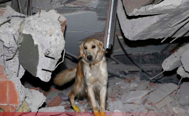 Heroj po imenu Kopuk: Isječenih šapa spasao muškarca ispod ruševina