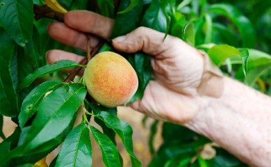 Uništen rod: "Država breskvi" ostala bez njih