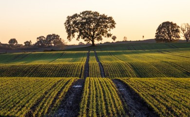 U Srpskoj počinje probni popis poljopirvrede