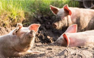 Svinjokolj odlazi u zaborav zbog visokih cijena tovljenika