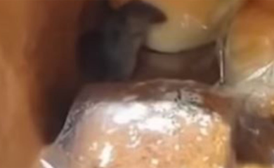 U trgovačkom centru snimljen miš kako jede hljeb