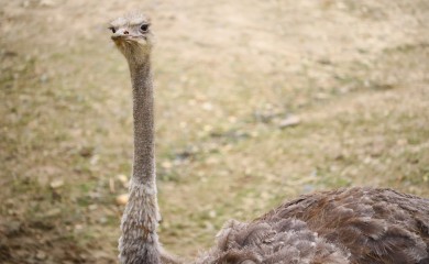 Nakon crnog pantera, u Srbiji se pojavio noj (VIDEO)