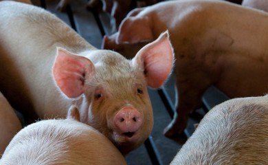 Zbog afričke kuge! Evo koje uslove je potrebno ispuniti za tradicionalni svinjokolj