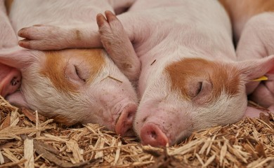 Kontrolisati meso tokom svinjokolja zbog trihinele