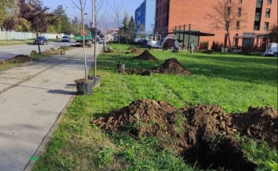 Zelenija Banjaluka: Novi drvored na Bulevaru Živojina Mišića