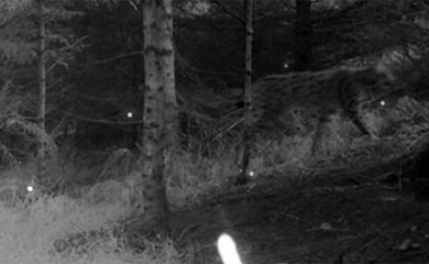 Lovačke kamere snimile risa u Republici Srpskoj