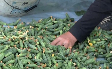 Njemačka firma obustavlja ugovorenu proizvodnju kornišona u BiH