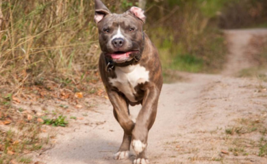 Pustili staforde na ženu, pa pokušali da pobjegnu