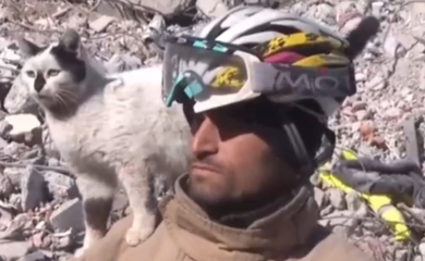 Mačka koja je spasena iz ruševina se ne odvaja od spasioca (VIDEO)