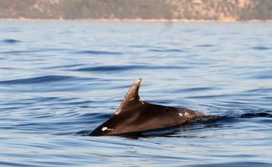 Mrtvi danima: Više od 900 delfina more izbacilo na obalu