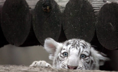 Atinski zoološki vrt se bori da spasi mladunče tigrića pronađeno u smeću