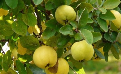 Kraljica zimnice po receptu naših baka: Slatko od rendanih dunja s orasima