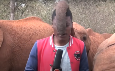 Slon ometao reportera tokom izvještavanja