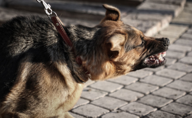 Policija uočila psa sa ljudskom rukom u ustima
