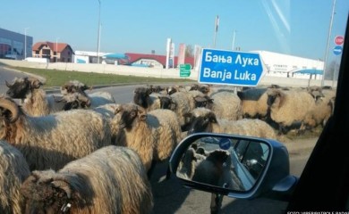 Ovce blokirale saobraćaj u kružnom toku