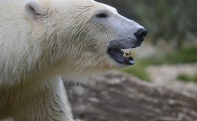 Polarni medvjed ubio ženu i dječaka na Aljasci