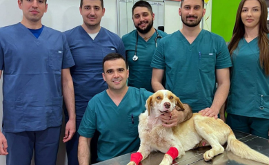 Operisan brutalno ranjeni pas Umut: Herkul mu dao krv, doktor Lukač operisao (FOTO)