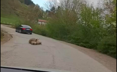 Na putu Foča - Šćepan Polje oprasila se krmača: "Stanje redovno"