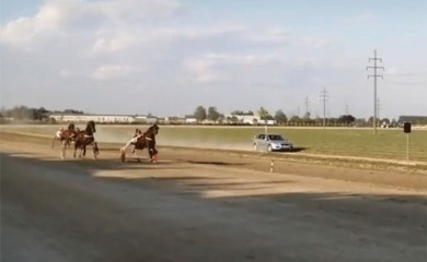 Najbolji konj Nikole Jokića u finišu izgubio trku za pehar VIDEO