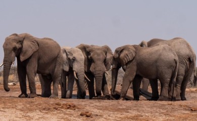 Zimbabve će ubiti 200 slonova kako bi nahranio gladno stanovništvo