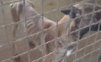 Alarmantno stanje u azilu na Manjači: Psi umiru od gladi (VIDEO)