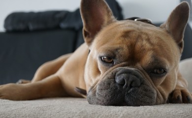 Ukradeno 19 francuskih buldoga vrijednih 100.000 dolara