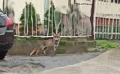 Lisica šeta Banjalukom