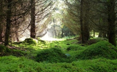 Samo sedam zemalja u svijetu ima čist vazduh