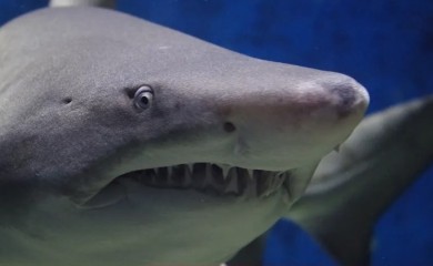 Snimak ledi krv u venama: Ajkula zamalo odgrizla glavu roniocu (VIDE0)