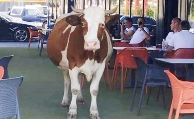 Krava ušetala u baštu kafića