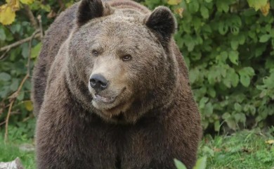 Medvjeda na pruzi usmrtio voz