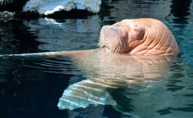 Još jedna polarna životinja zalutala u Francusku