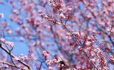 Jesu li nas pogrešno učili? Zašto proljeće ne počinje 21. marta