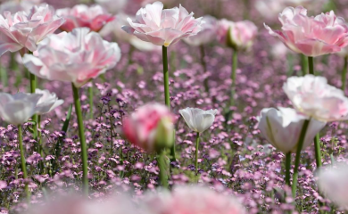 Srećan prvi dan proljeća svima koji slave!