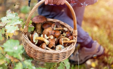 Kako prepoznati otrovnu gljivu