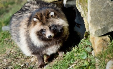 Nova studija pokazala da kovid nije nastao u laboratoriji: Utvrđene tri vrste životinja kao uzrok pandemije